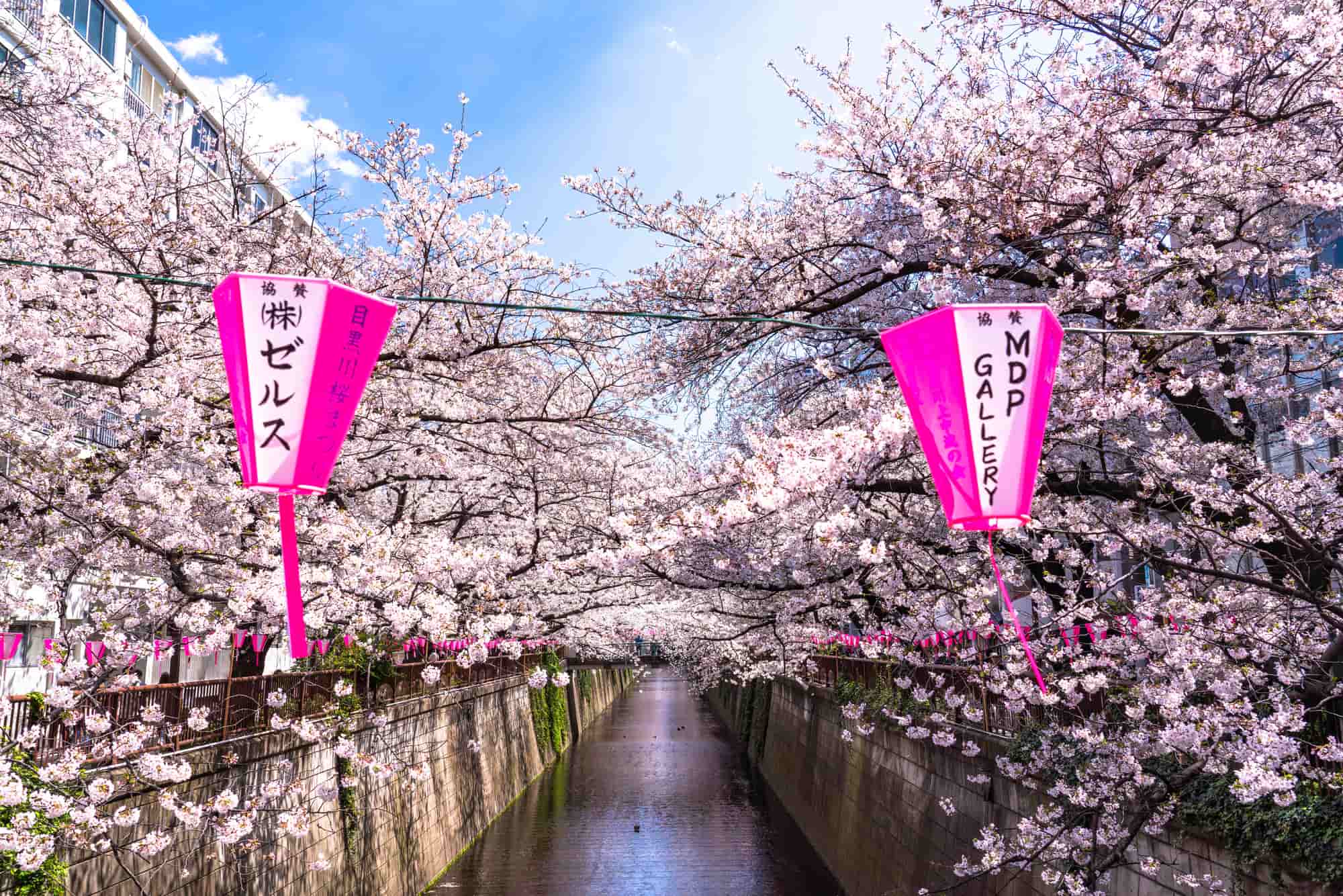 東京目黒川の桜並木